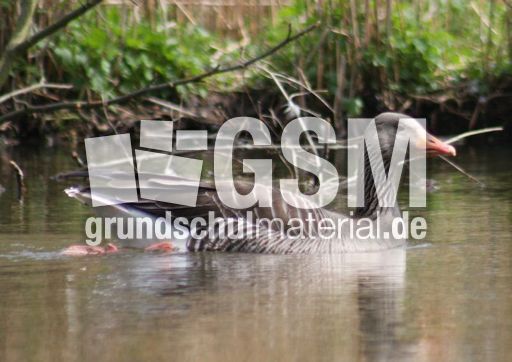 15-C-Graugans 048.jpg